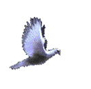 Flieg Taube flieg